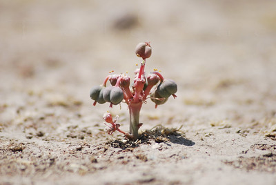 planta pequeña